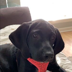 Meet your Posher, Sydney